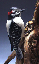 Downy Woodpecker