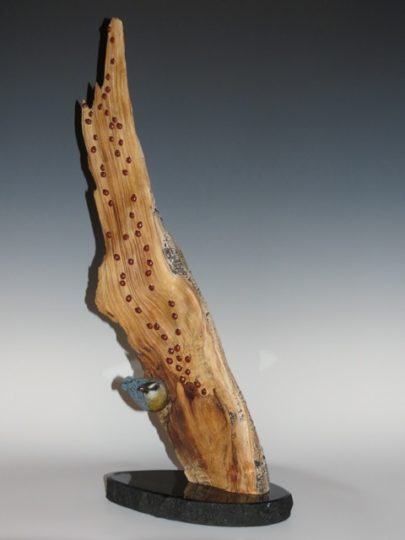 Two bronze nuthatches and lady bugs on rare bristlecone pine.