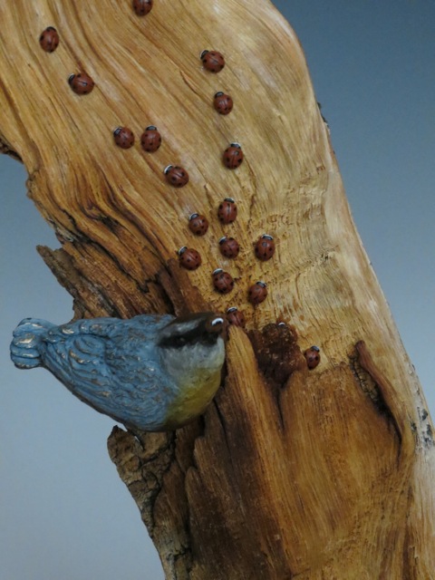 Two bronze nuthatches and lady bugs on rare bristlecone pine.