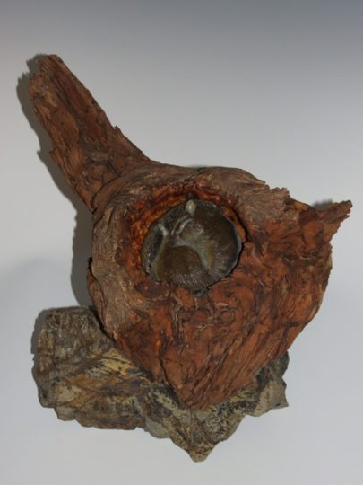 Bronze chipmunk in burl wood mounted on dendrite stone.