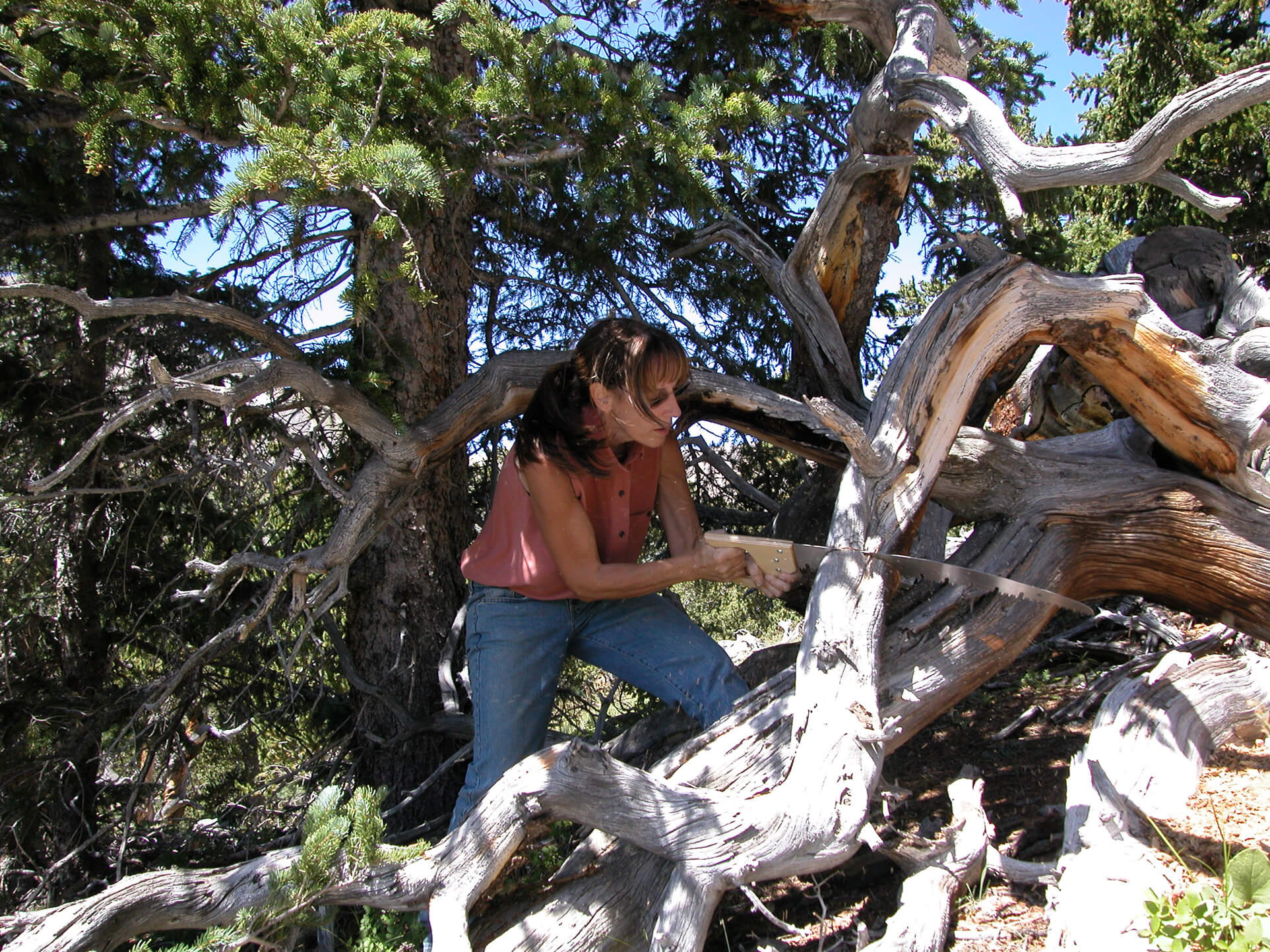 Victoria Parsons Sculpture About Bristlecone Pine